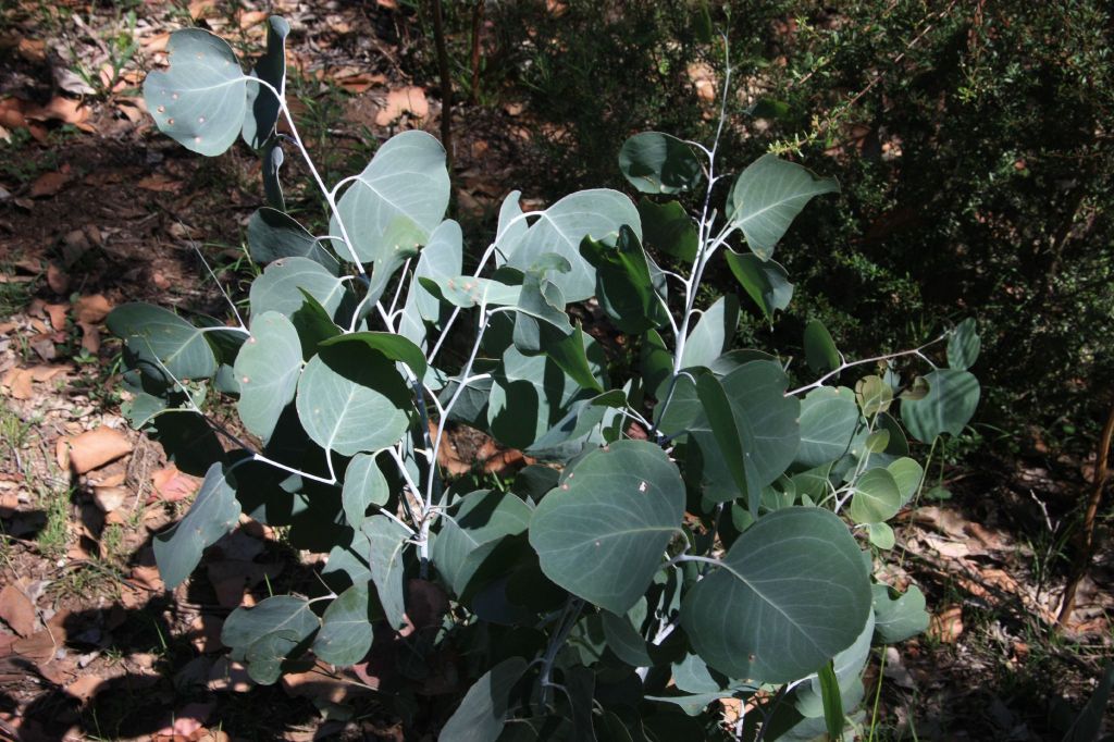 Eucalyptus polyanthemos subsp. vestita (hero image)
