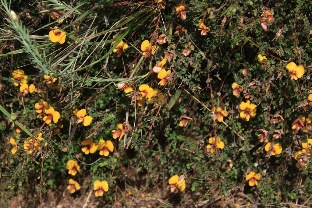 Bossiaea buxifolia (hero image)