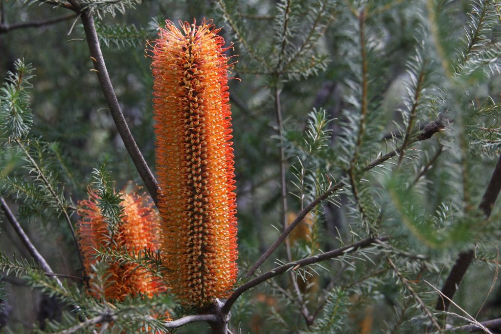 Banksia ericifolia (hero image)