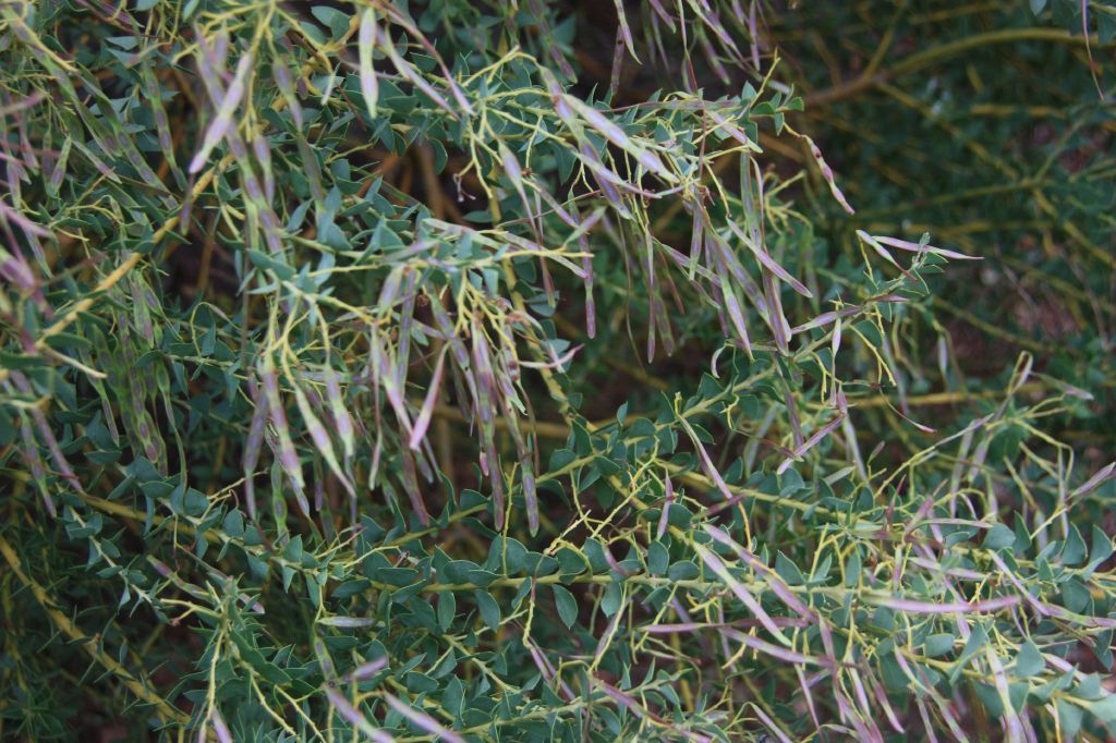 Acacia cultriformis (hero image)