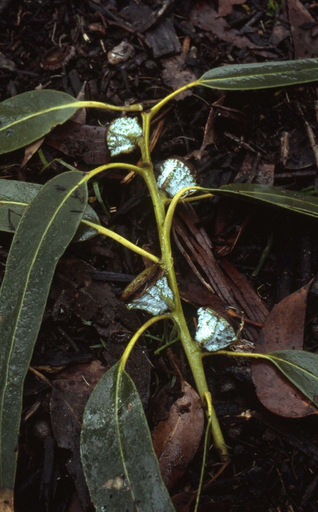Eucalyptus globulus subsp. globulus (hero image)