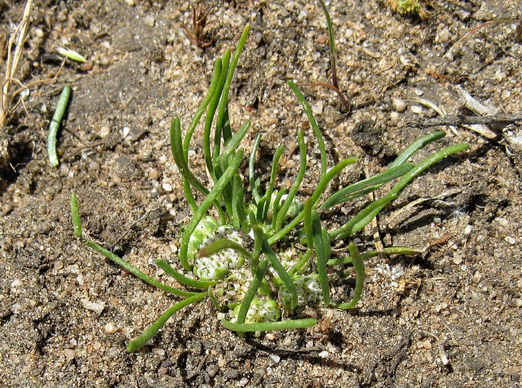 Isoetopsis graminifolia (hero image)