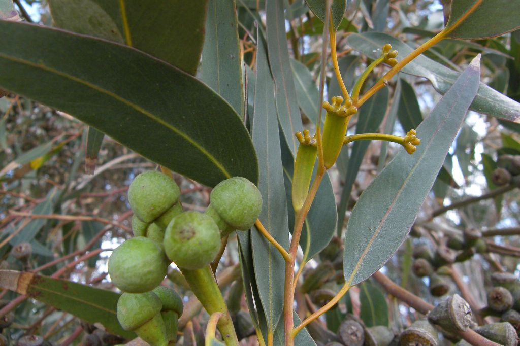 Eucalyptus gomphocephala (hero image)