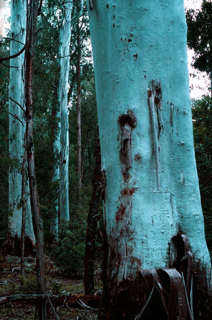 Eucalyptus dalrympleana subsp. dalrympleana (hero image)