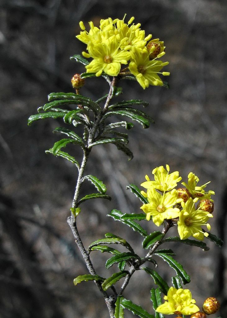 Rutaceae (hero image)