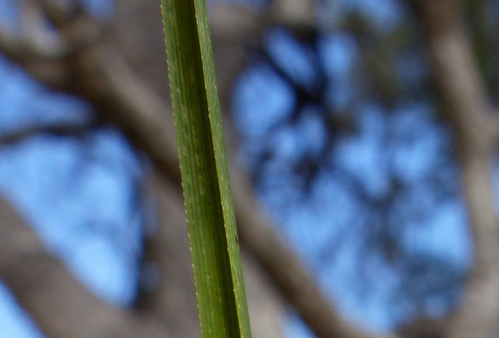 Carex appressa (hero image)
