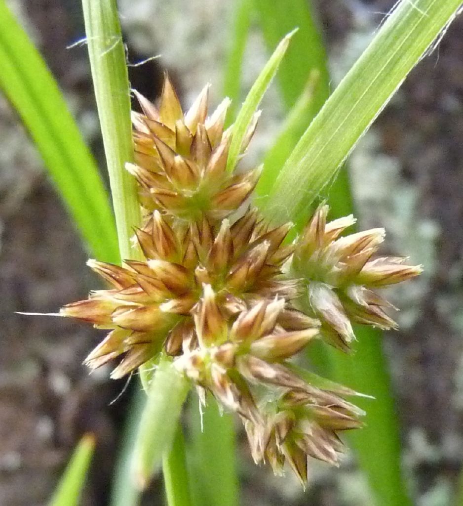 Luzula meridionalis var. flaccida (hero image)