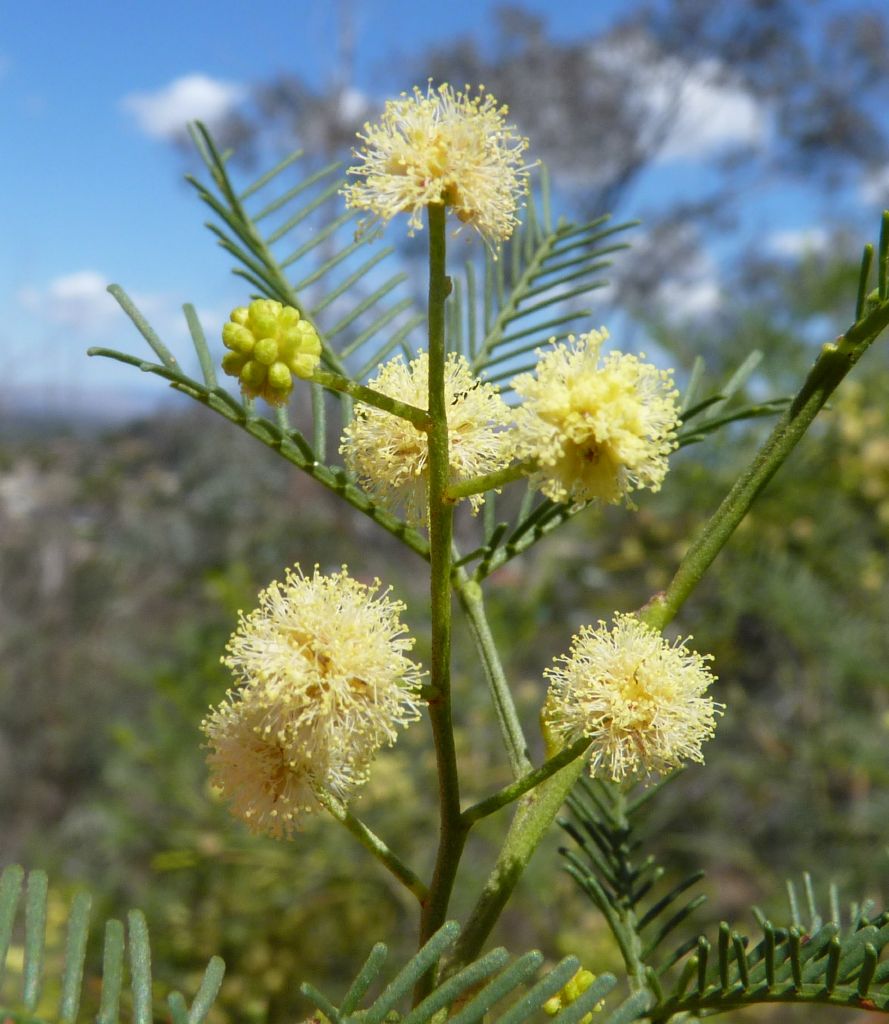 Acacia deanei subsp. paucijuga (hero image)