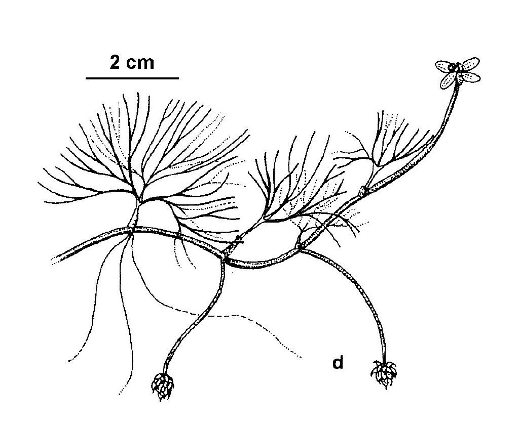 Ranunculus trichophyllus (hero image)