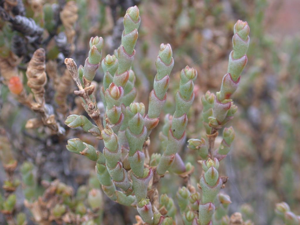 Tecticornia indica subsp. bidens (hero image)