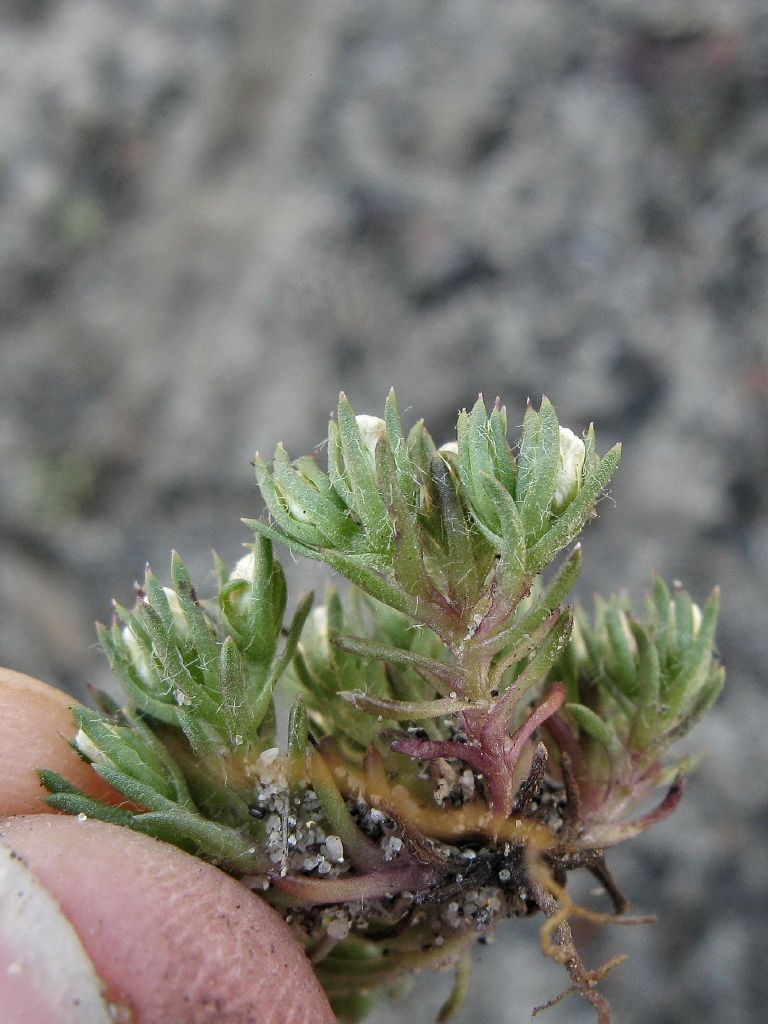 VicFlora: Hyalosperma demissum