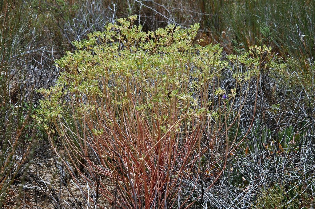 Euphorbia terracina (hero image)