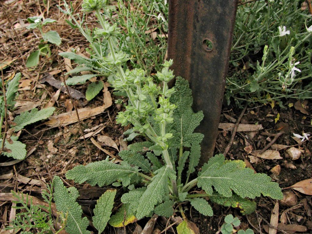 Salvia verbenaca (hero image)