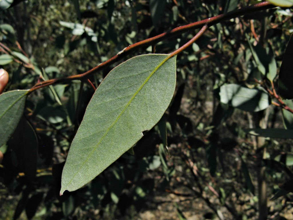 Eucalyptus behriana (hero image)