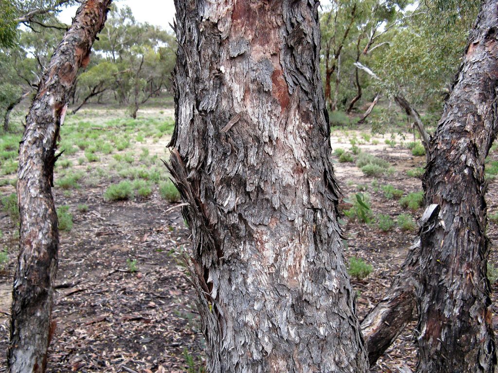 Eucalyptus gracilis (hero image)