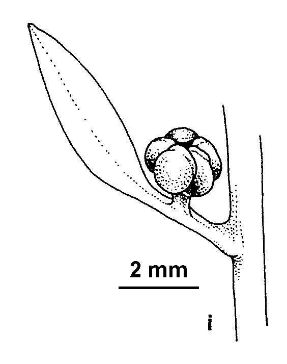 Suaeda linifolia (hero image)