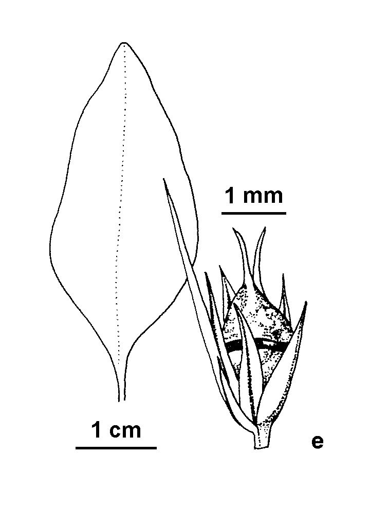 Amaranthus hybridus (hero image)