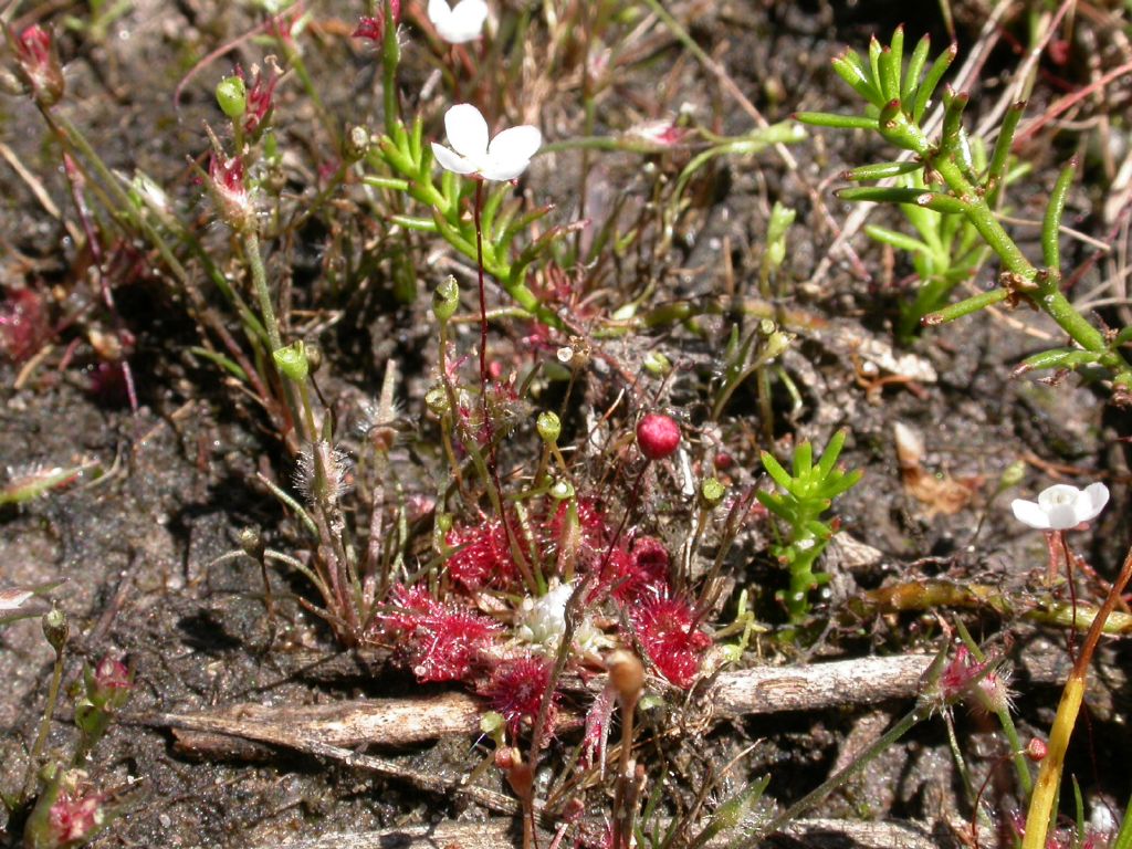 Drosera pygmaea (hero image)