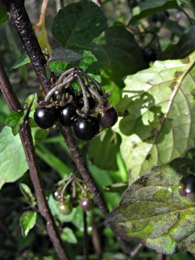 Solanum americanum (hero image)