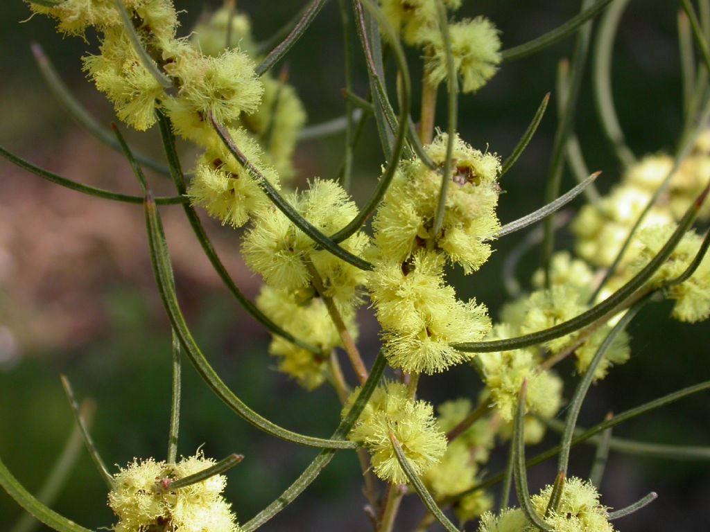 Acacia phasmoides (hero image)