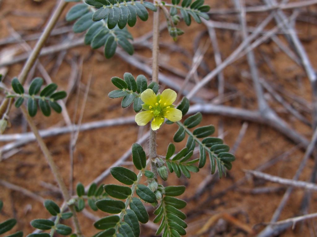 Zygophyllaceae (hero image)