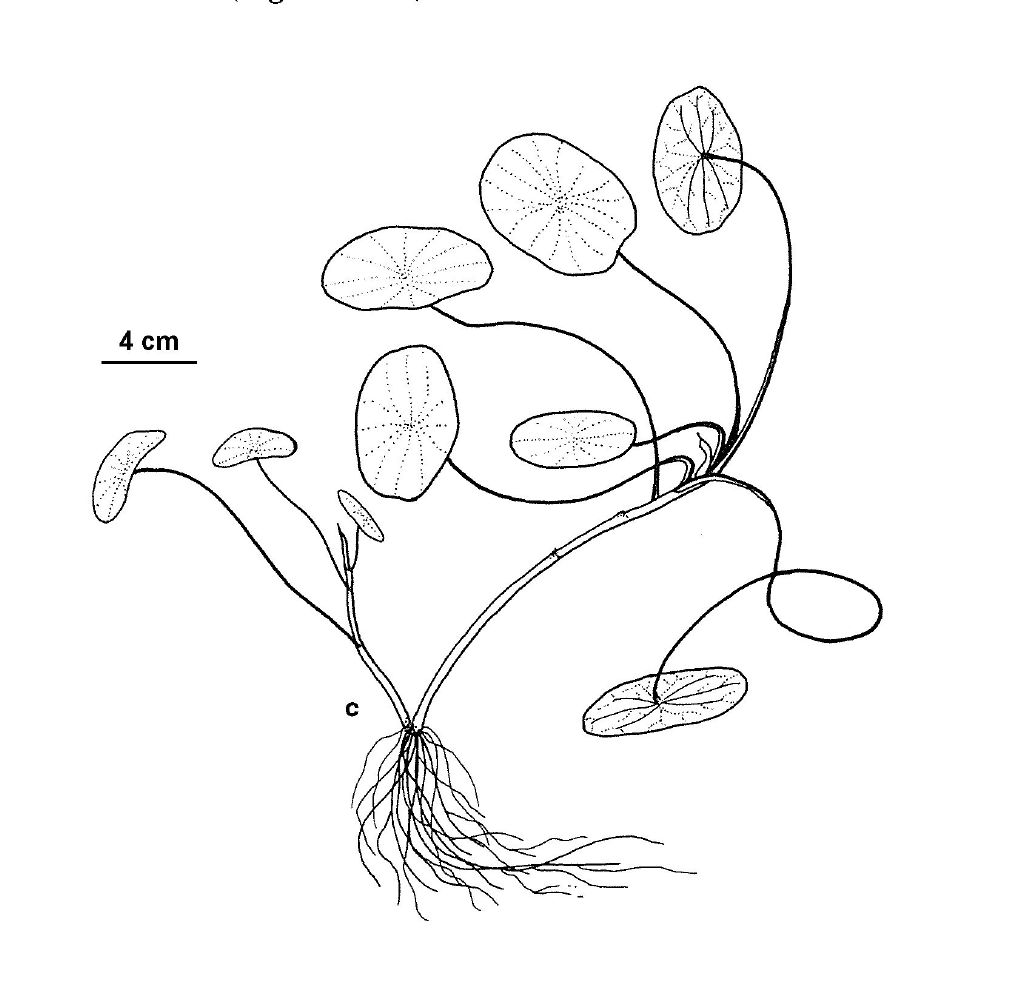 Cabombaceae (hero image)