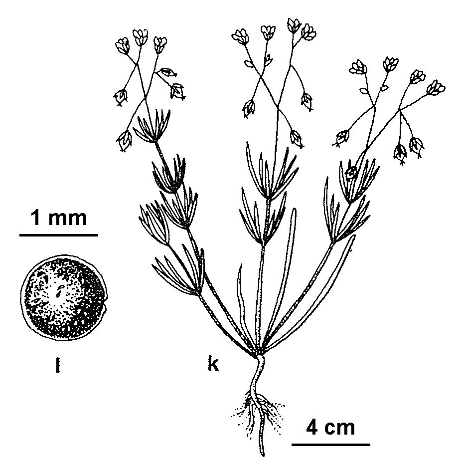 Spergula arvensis (hero image)