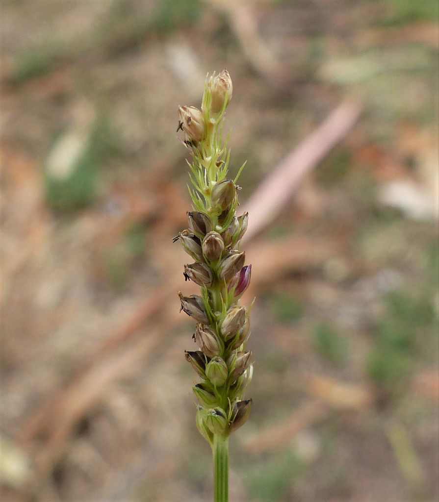 Setaria parviflora (hero image)