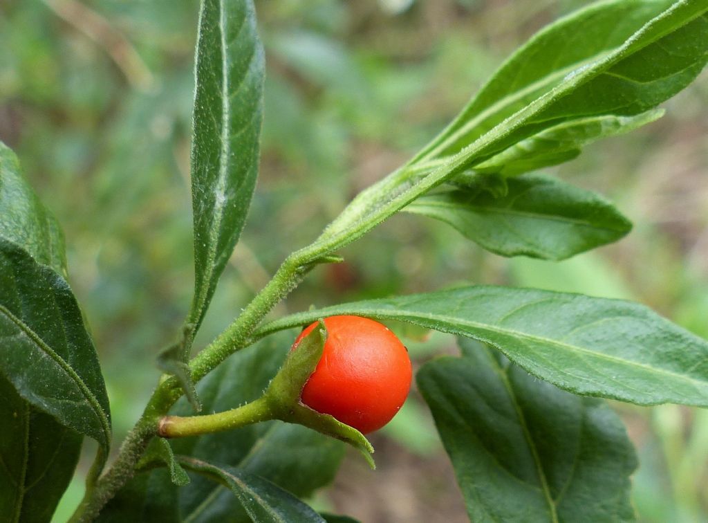 Solanum pseudocapsicum (hero image)