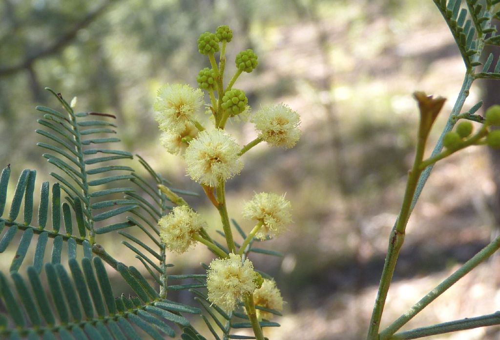 Acacia deanei subsp. deanei (hero image)