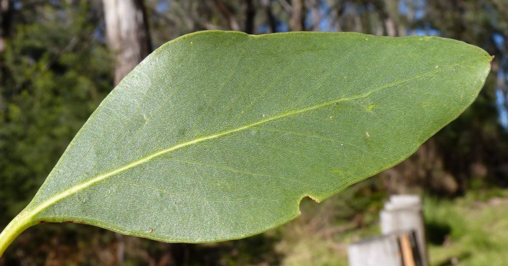 Eucalyptus camphora subsp. humeana (hero image)