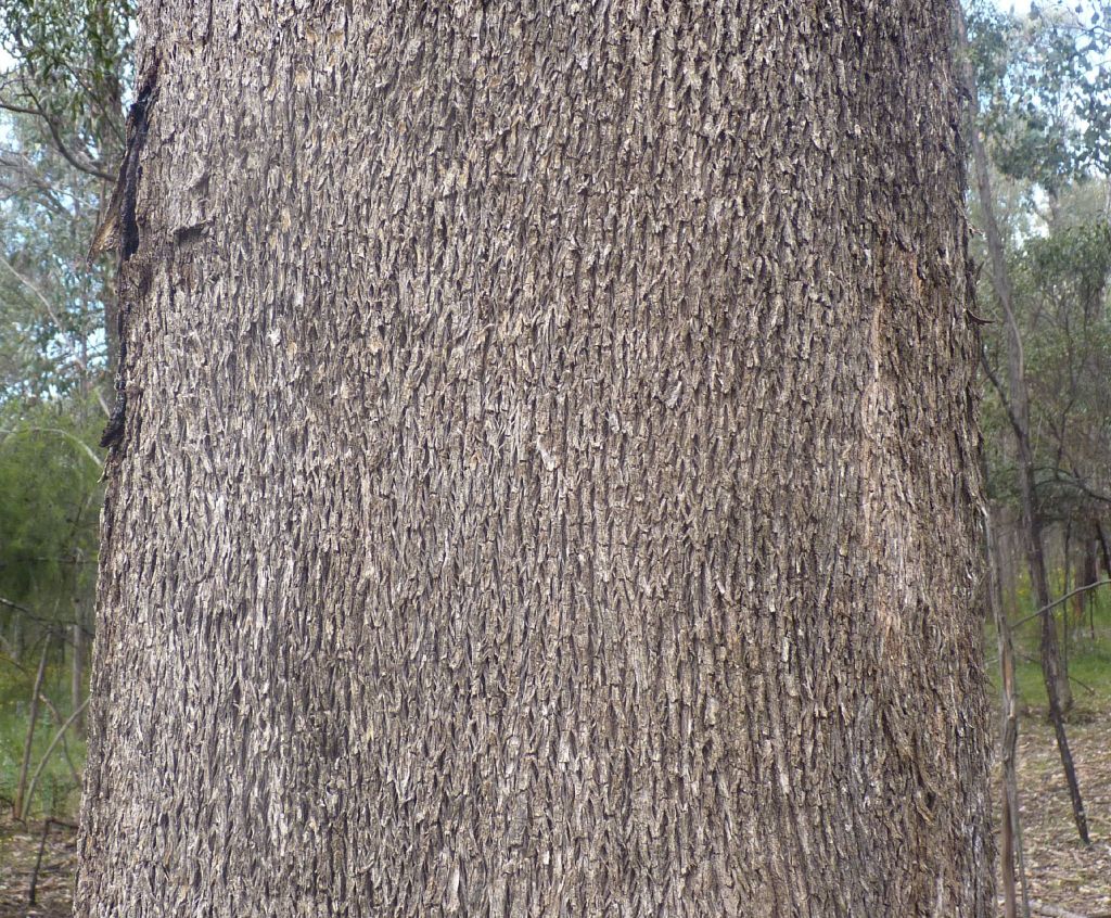 Eucalyptus microcarpa (hero image)