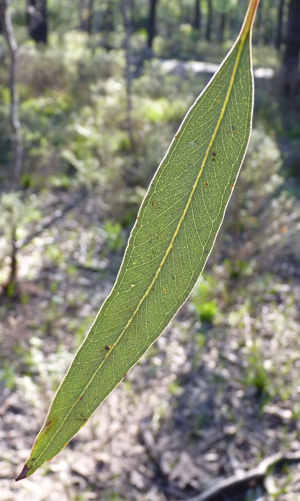 Eucalyptus sideroxylon subsp. sideroxylon (hero image)