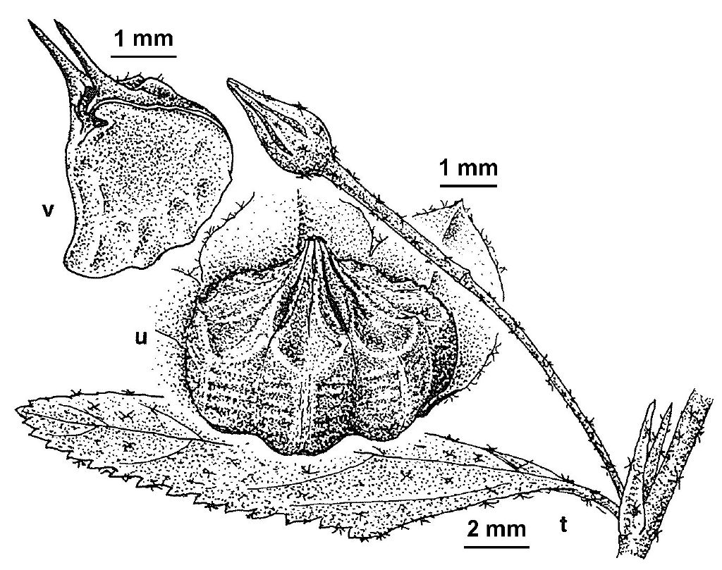 Sida rhombifolia (hero image)