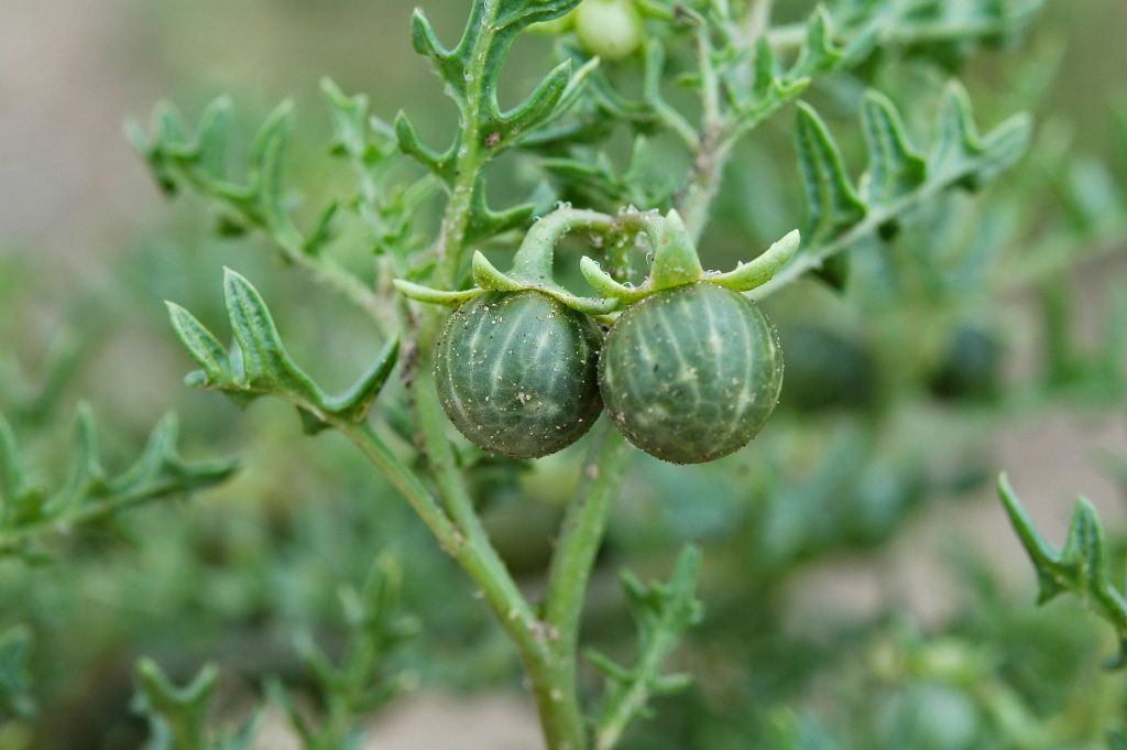 Solanum triflorum (hero image)