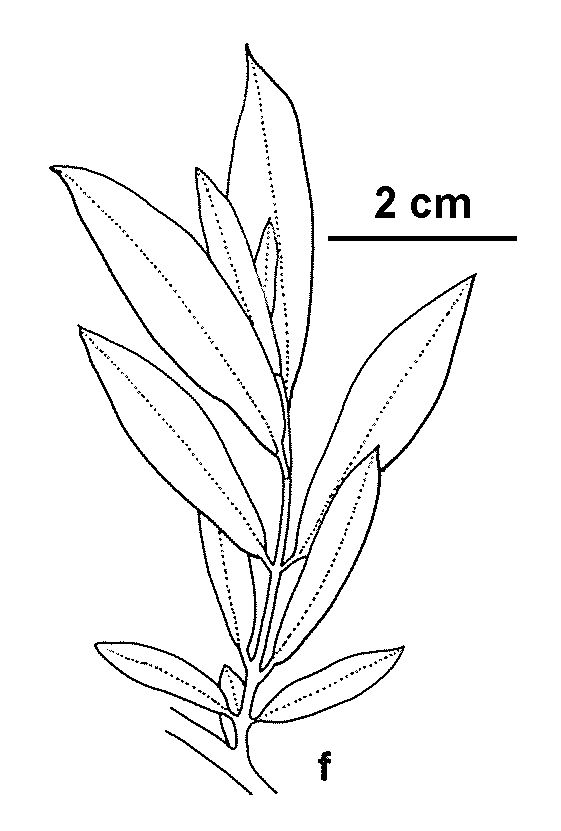 Salix purpurea (hero image)