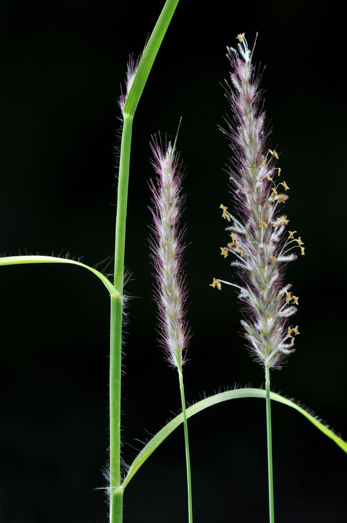 Poaceae (hero image)