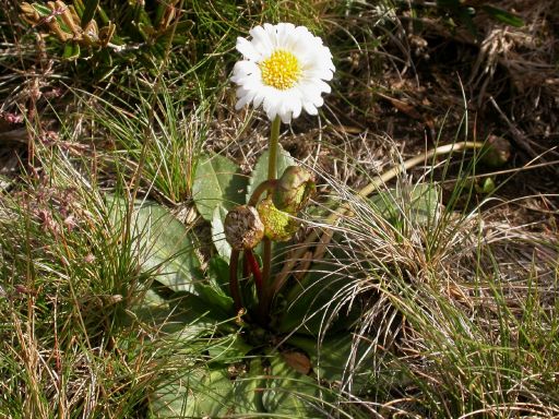 Flora of Victoria