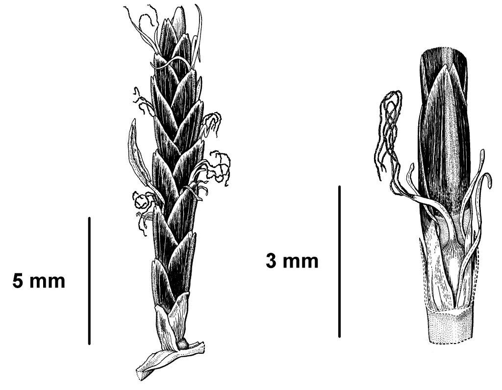 Cyperus rotundus (hero image)