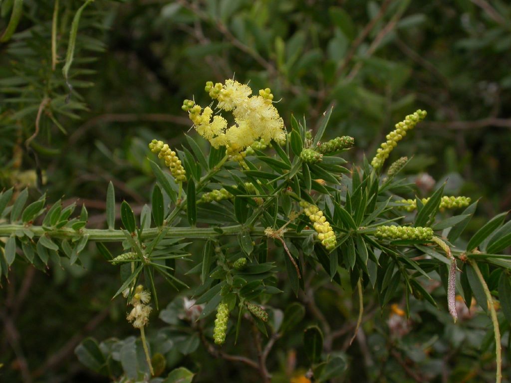Acacia verticillata subsp. ruscifolia (hero image)