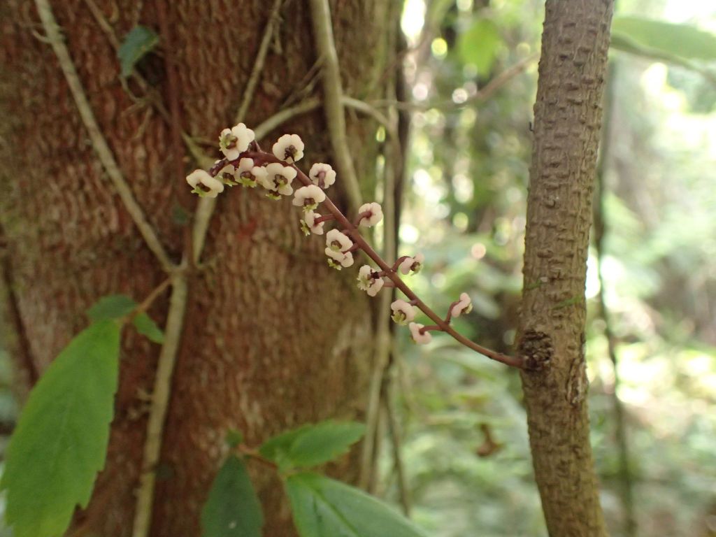 Sarcopetalum harveyanum (hero image)