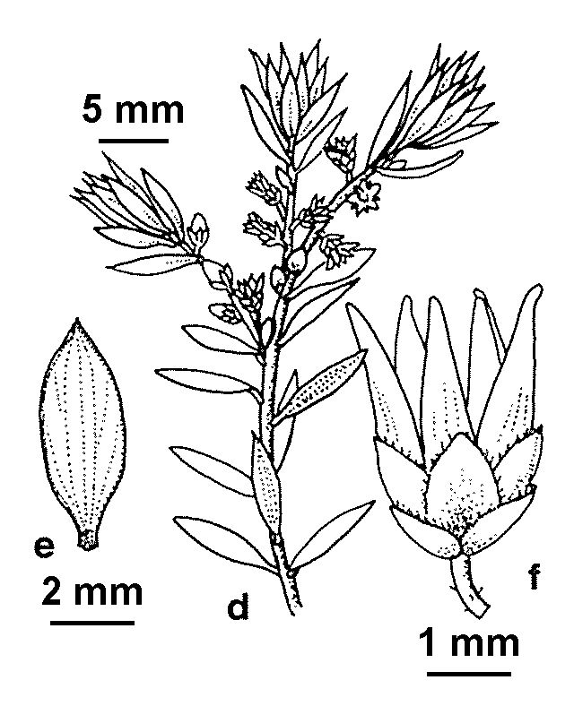Monotoca oreophila (hero image)