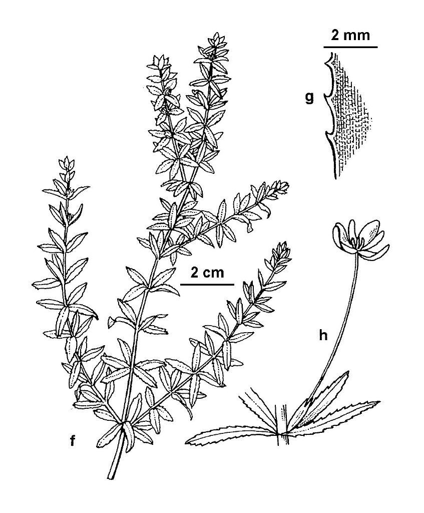 Hydrilla verticillata (hero image)