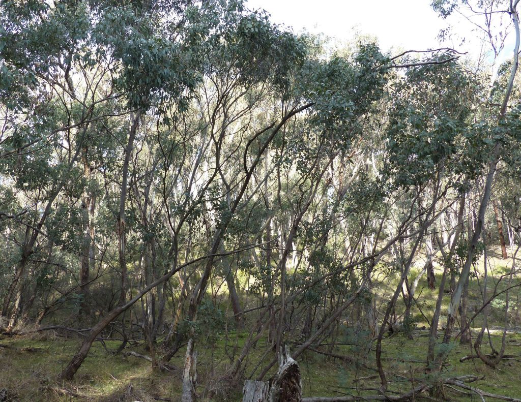 Eucalyptus cadens (hero image)