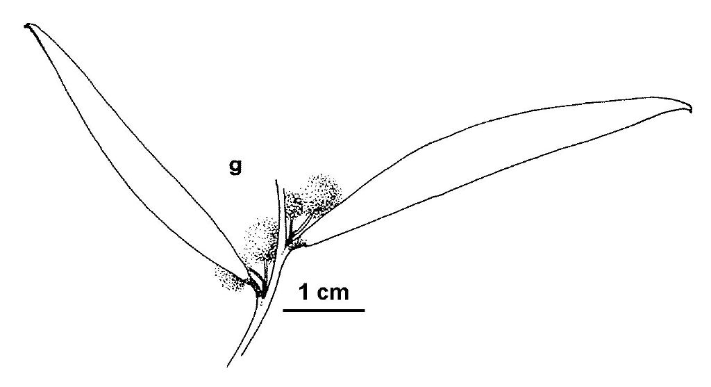 Acacia homalophylla (hero image)