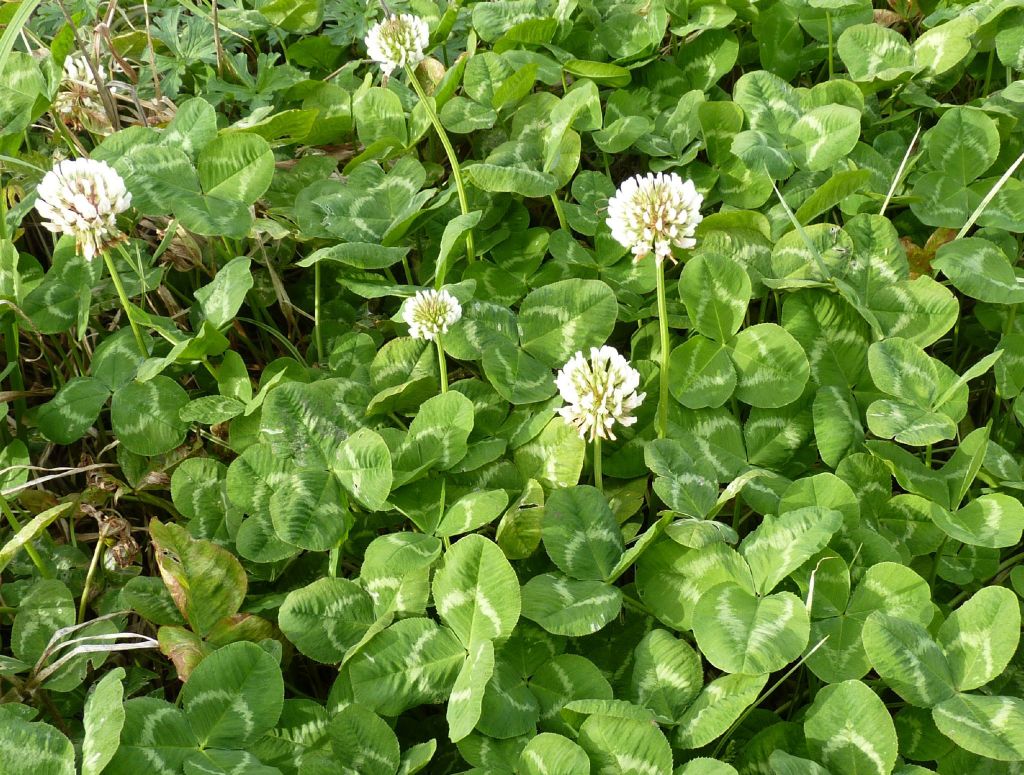 Trifolium repens (hero image)