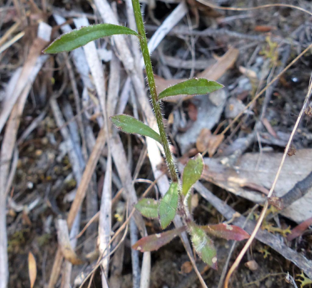 Wahlenbergia gracilis (hero image)