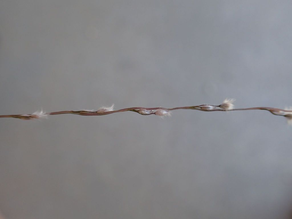 Digitaria ammophila (hero image)