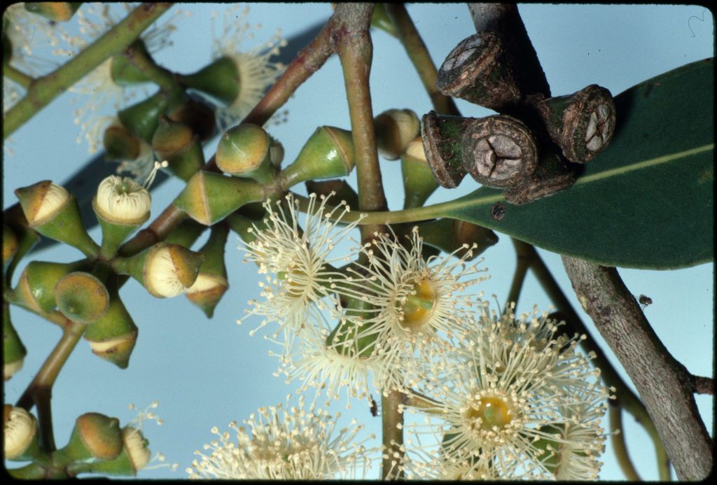 Eucalyptus ovata (hero image)