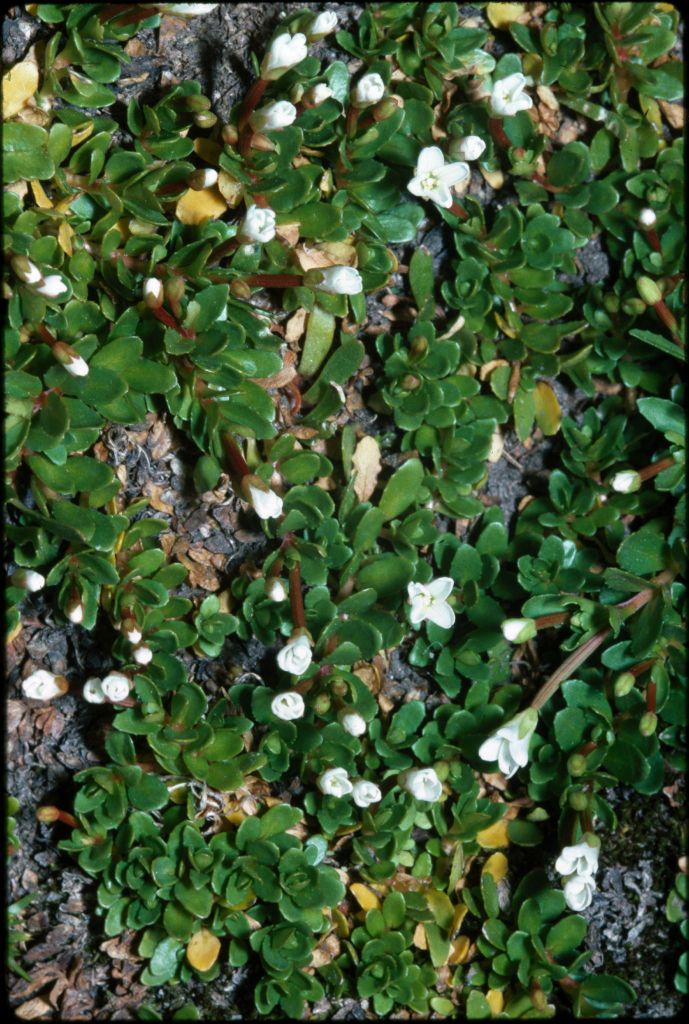 Epilobium tasmanicum (hero image)